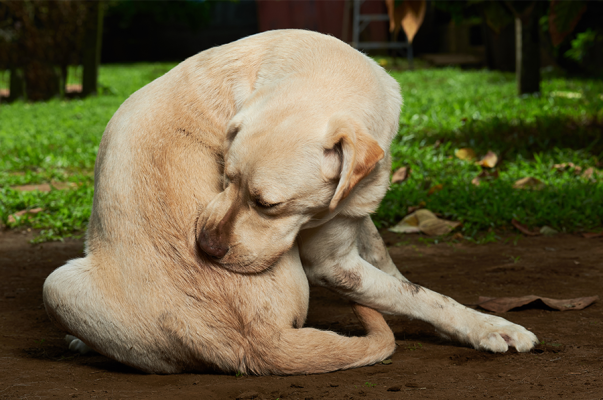 Futterunverträglichkeit Hund: Symptome &amp; Behandlung - Futterunverträglichkeit Hund: Symptome &amp; Behandlung