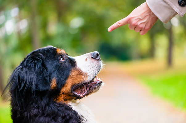 Hund Grundkommandos beibringen: die 8 wichtigsten - 