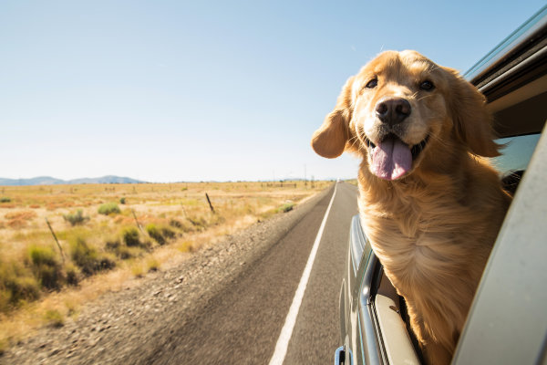 Reisen mit Hund: die besten Tipps für eine entspannte Reise - Reisen mit Hund: die besten Tipps für eine entspannte Reise