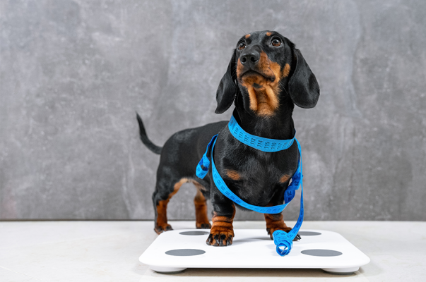 Übergewicht beim Hund: So können die Pfunde purzeln - Übergewicht beim Hund: So können die Pfunde purzeln