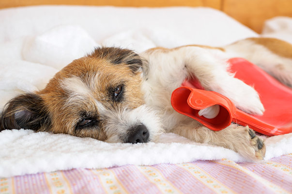 Bauchschmerzen beim Hund - so können Sie ihm helfen - Bauchschmerzen beim Hund - so können Sie ihm helfen