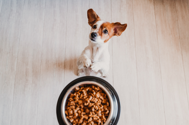 Die richtige Futtermenge für den Hund - Die richtige Futtermenge für den Hund