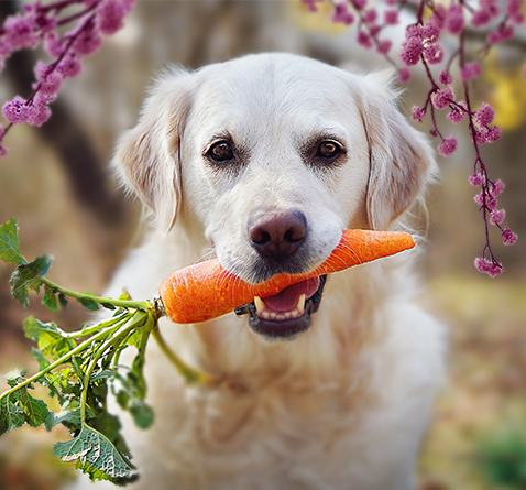 Hund mit Karotte im Mund