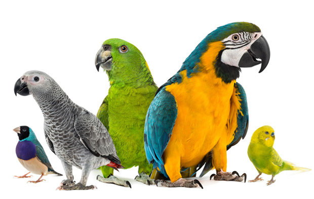 Für Vögel