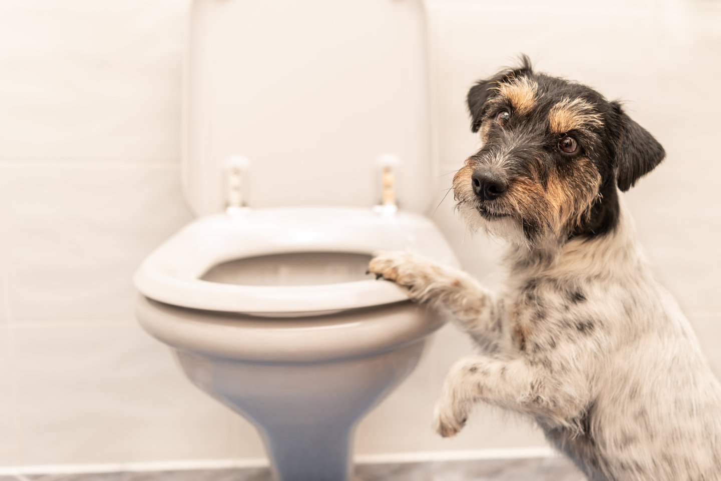 Hund hat Pfote auf einer Toilettenschüssel