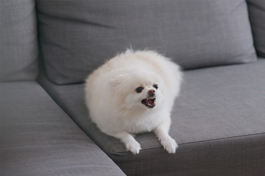 Ein weißer Hund liegt auf Couch und bellt