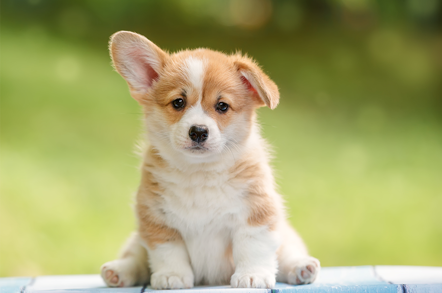 Corgi Welpe sitzend mit einem Ohr nach oben