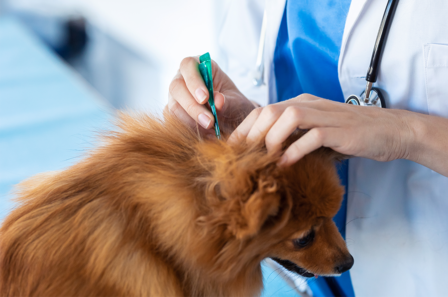Ein Arzt trägt Wurmkur auf den Nacken eines Hundes auf