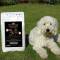Canis Gold Adult 58 % Lachs + Kartoffel (Monoprotein) 5 kg