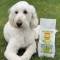 1 kg Caldor Maintenance Rentier + Kartoffel |Hunde Trockenfutter ohne Getreidezusatz