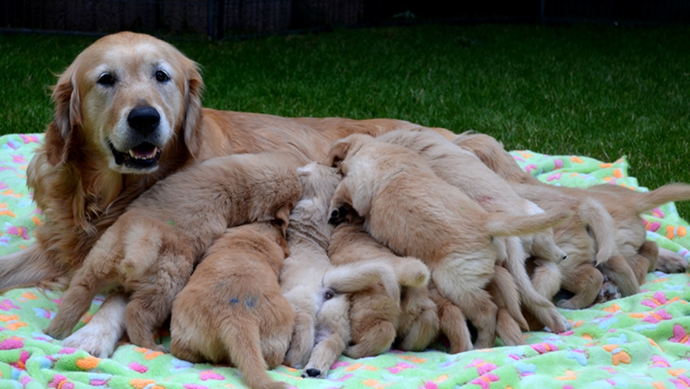 Golden Retriever Welpen kaufen